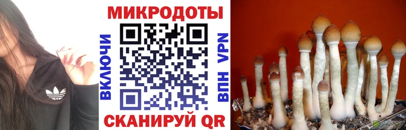Псилоцибиновые грибы Psilocybine cubensis  закладки  Нижнеудинск 